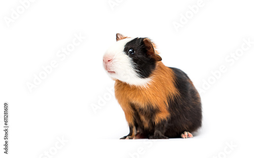 funny guinea pig sitting sideways on a white background