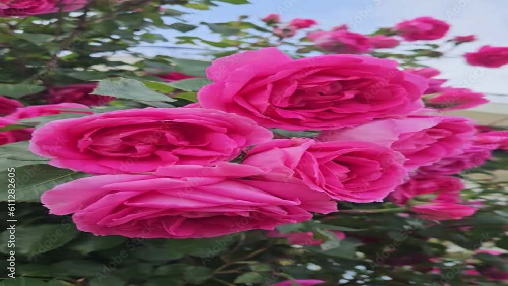 Beautiful bright crimson roses, close up Beautiful bright crimson roses, close up
