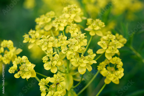 Euphorbia virgata, known as leaf spurge or wolf's milk. is a species of milkweed native to Europe and Asia and introduced to North America photo