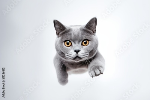 Environmental portrait photography of a funny british shorthair cat leaping against a minimalist or empty room background. With generative AI technology