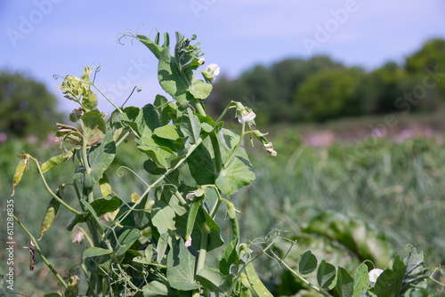 Flowering green peas close-up. Pods with green peas ripen in a pea field. Blurred background