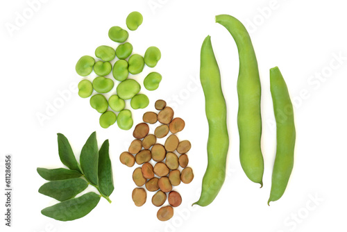 Broad bean legumes dried and fresh local produce with leaves. Vegetables high in fibre, protein, folate and B vitamins, can lower high cholesterol levels. On white background. photo