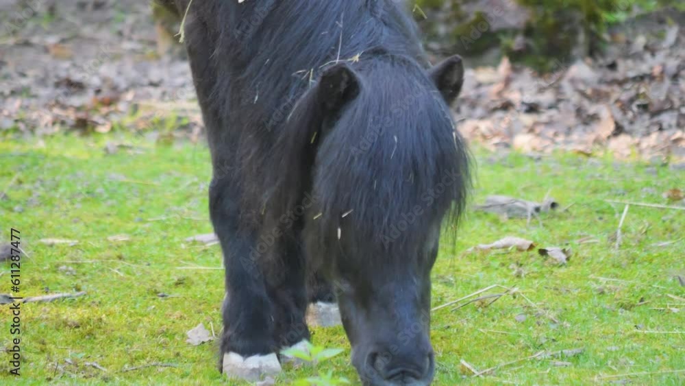 Pony picking up grass from the ground Pony picking up grass from the ground