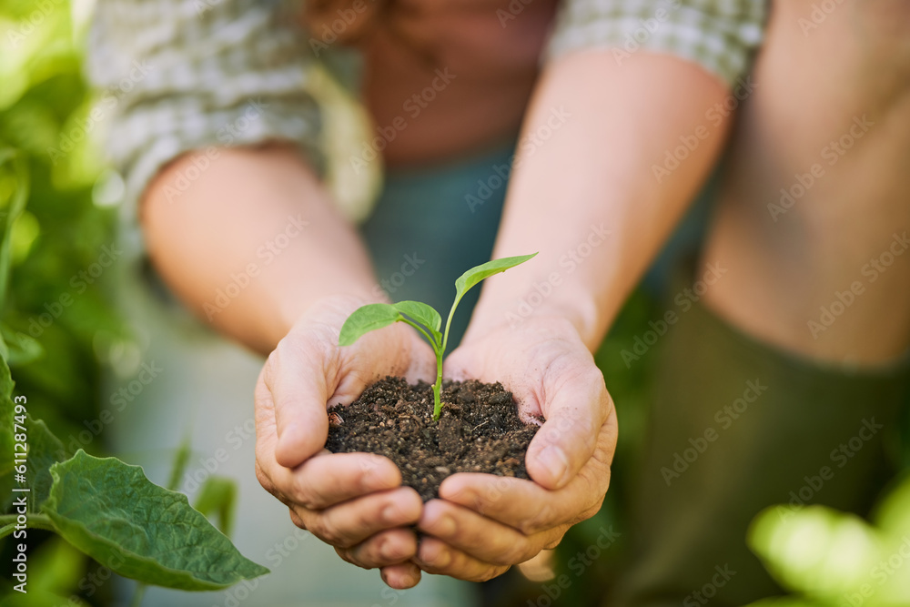 Plants, hands and farming man with eco friendly growth, sustainability and agriculture, farmer and small business. Sapling soil, person palm and sustainable gardening, green leaf or earth day project