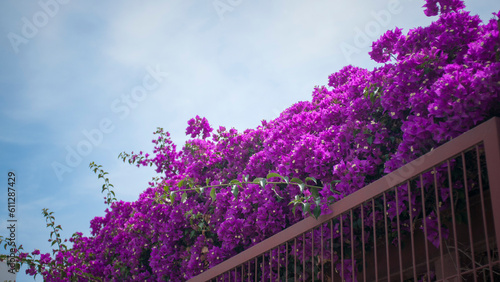 Flores fucsias en arbusto de buganvilla