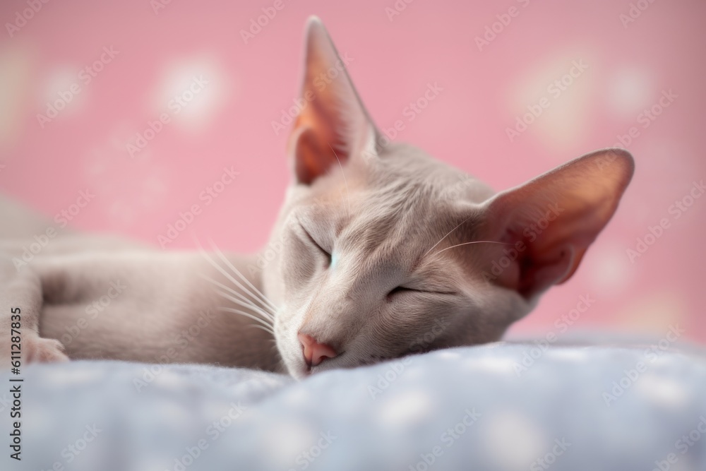 Environmental portrait photography of a happy oriental shorthair cat sleeping against a pastel or soft colors background. With generative AI technology
