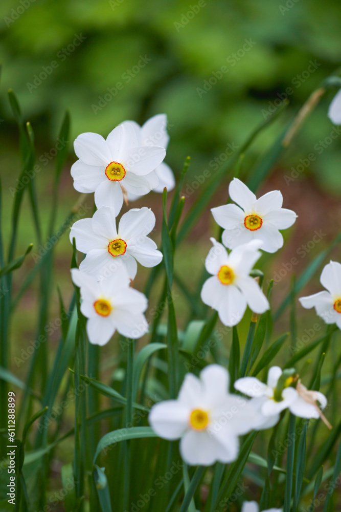 Nature, grass and white daffodil in field for natural beauty, spring mockup and blossom. Countryside, plant background and closeup of flower growing in environment, ecosystem and flora in meadow Nature, grass and white daffodil in field for natural beauty, spring mockup and blossom. Countryside, plant background and closeup of flower growing in environment, ecosystem and flora in meadow