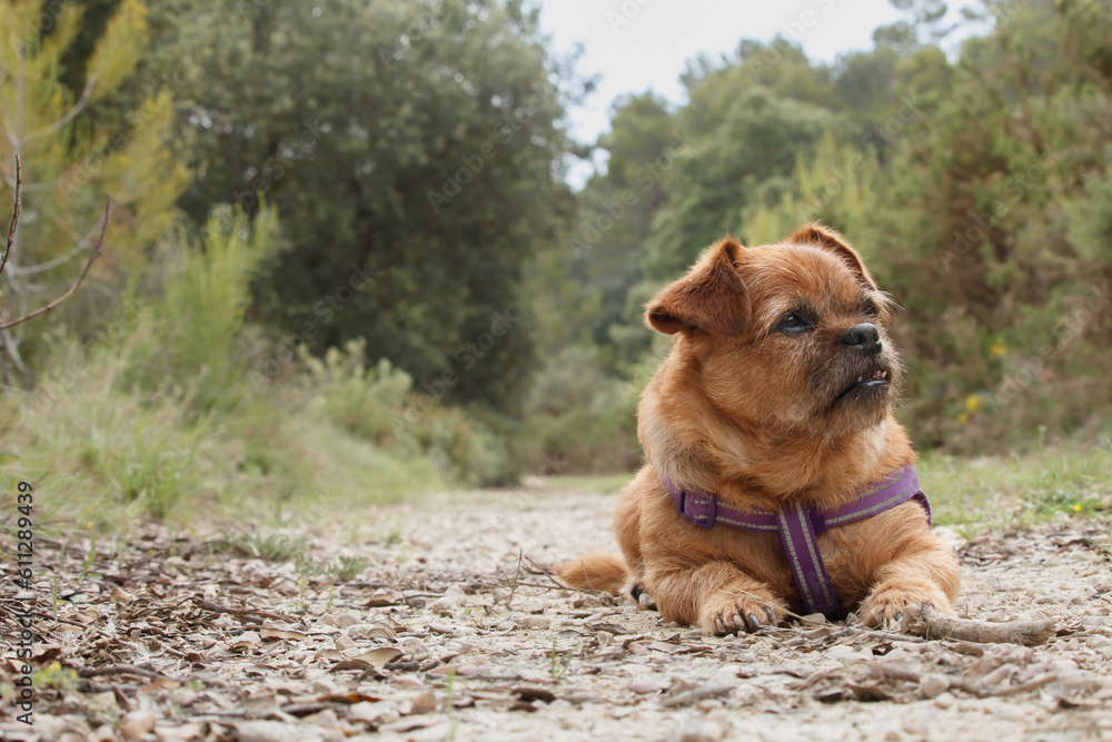 Mi perrita Nami tumbada en camino de montaña en Alcoy, España Mi perrita Nami tumbada en camino de montaña en Alcoy, España