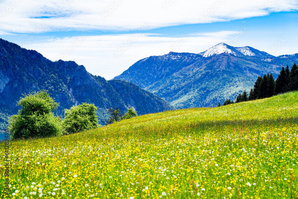 Alpenwiese mit Bergen im Hintergrund