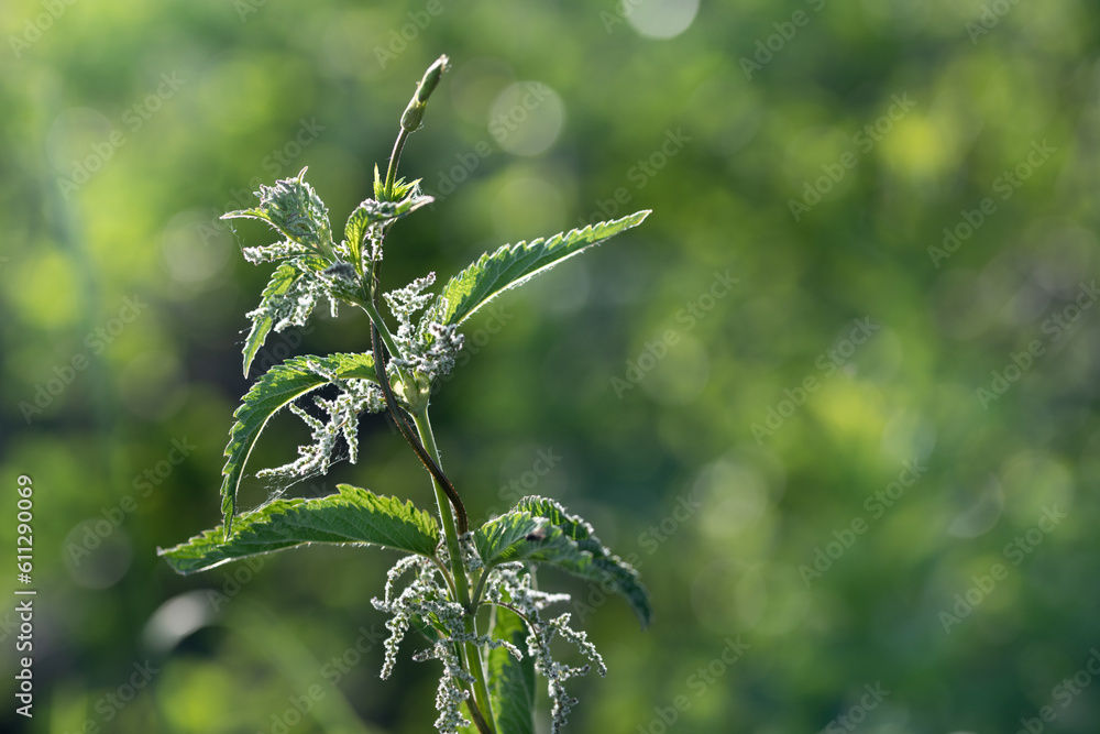 A white flowering nettle against a green background in nature. Sunlight shines through the leaves. The background shows countless light reflections in the form of round circles. A white flowering nettle against a green background in nature. Sunlight shines through the leaves. The background shows countless light reflections in the form of round circles.