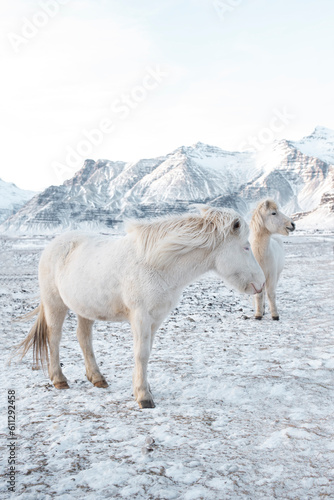 Fototapeta Naklejka Na Ścianę i Meble -  In the Icelandic winter, the beautiful and robust Icelandic horses dazzle with their endurance and beauty.