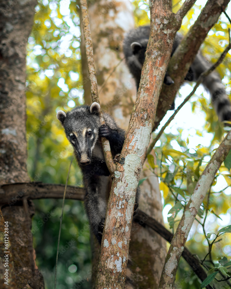 A coati perched on a tree at Iguazu Falls, Argentina A coati perched on a tree at Iguazu Falls, Argentina