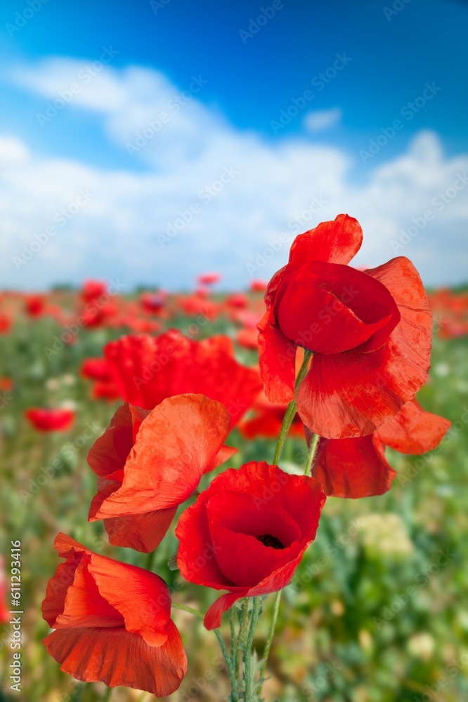 Naklejka premium Beautiful red poppy flowers at field