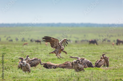 Scavenging vultures over a wildebeest carcass in the Serengeti National Park. Tanzania photo