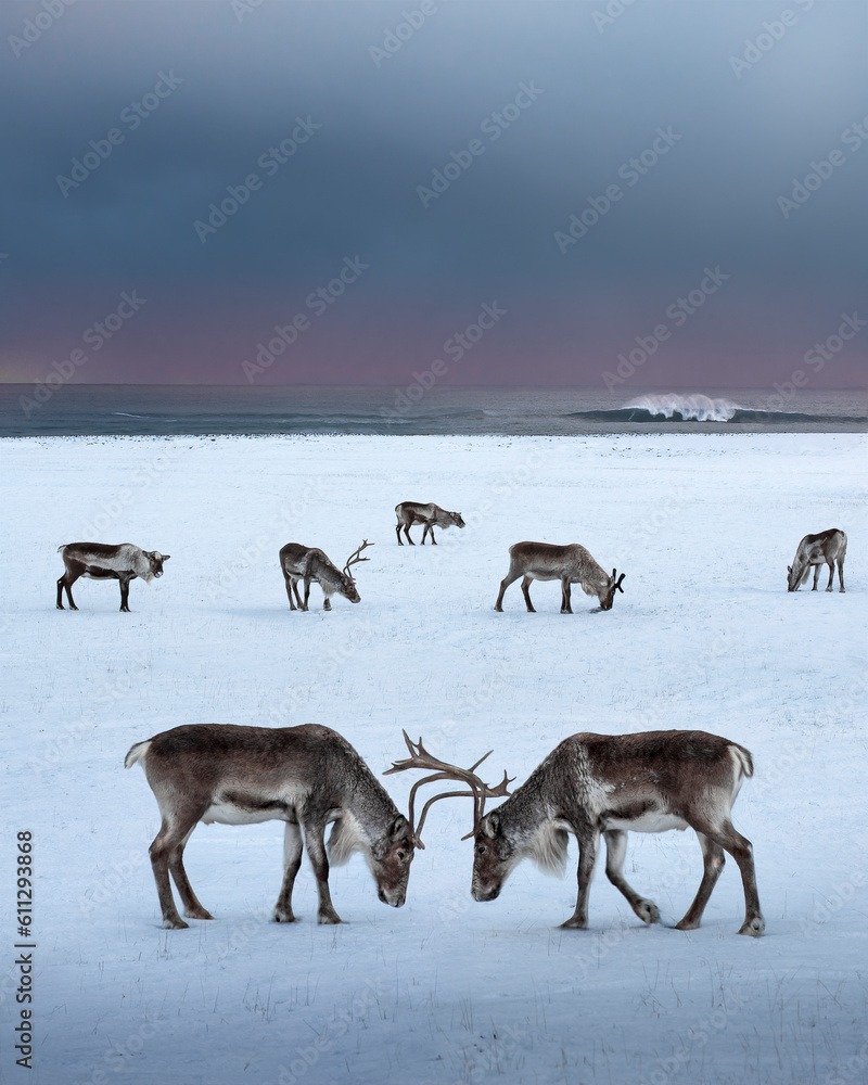 Reindeer coexist in a beautiful Icelandic environment Reindeer coexist in a beautiful Icelandic environment