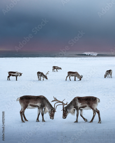 Reindeer coexist in a beautiful Icelandic environment