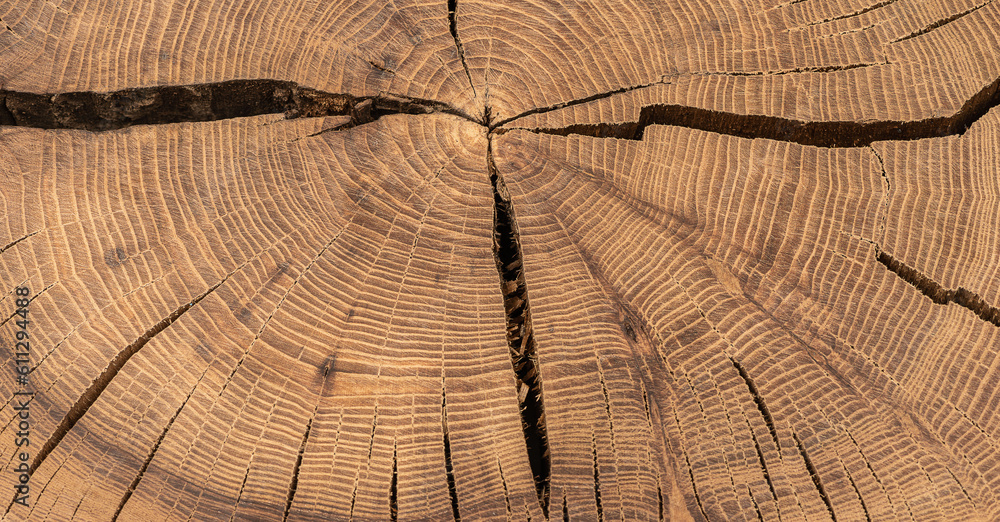 Fototapeta premium wood cut texture, processed slab