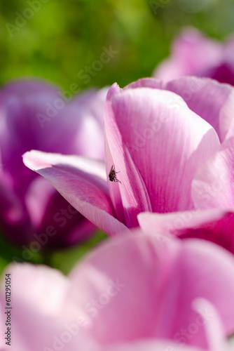Little fly insect on a pink tulip flower in a field of tulips. Close up