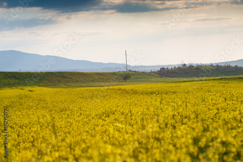 Yellow flowers are not a summer meadow. Natural background of plants. Bright summer texture