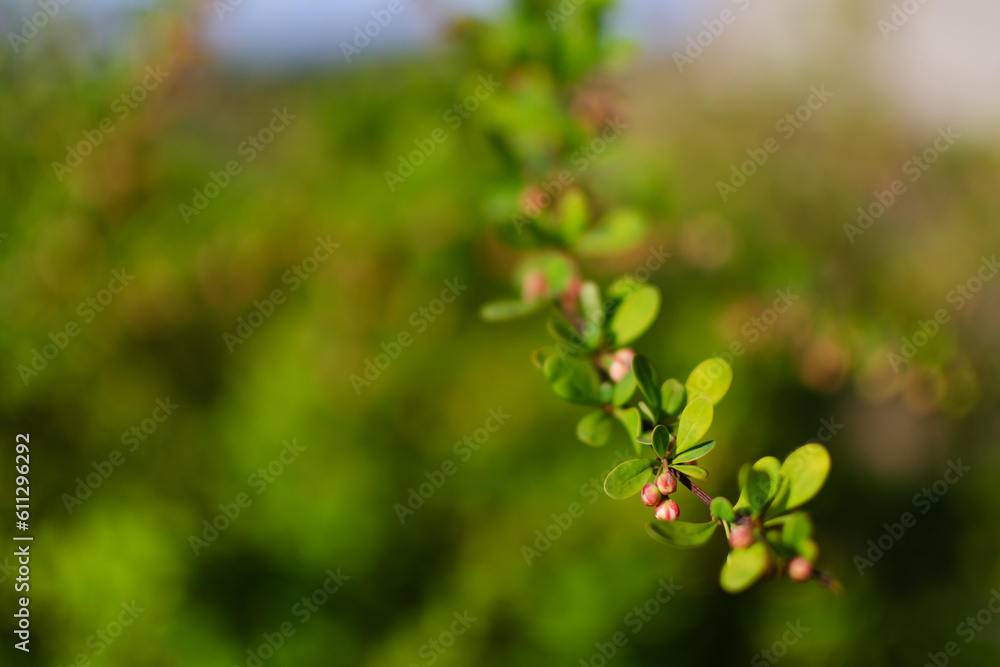 Close up of branch of spring buds and flowers of the European barberry with background. Copy space for text Close up of branch of spring buds and flowers of the European barberry with background. Copy space for text