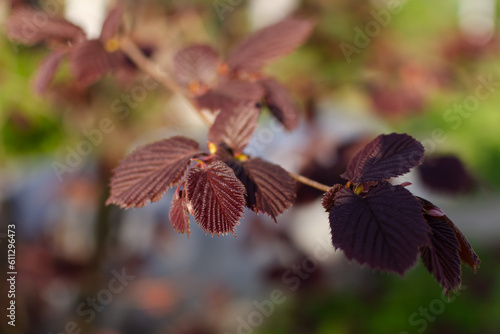 Close up of a branch of purple filbert or hazelnut tree in a garden