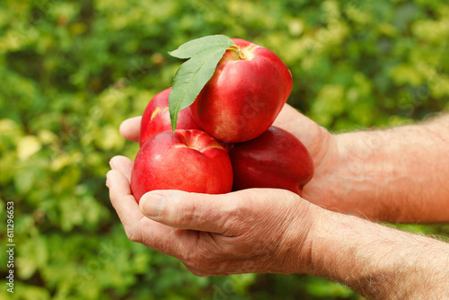 Nectarines.