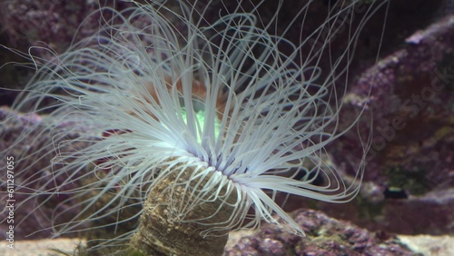Sea anemone with long tentacles on the background of reefs close-up. Sea anemones in the aquarium.