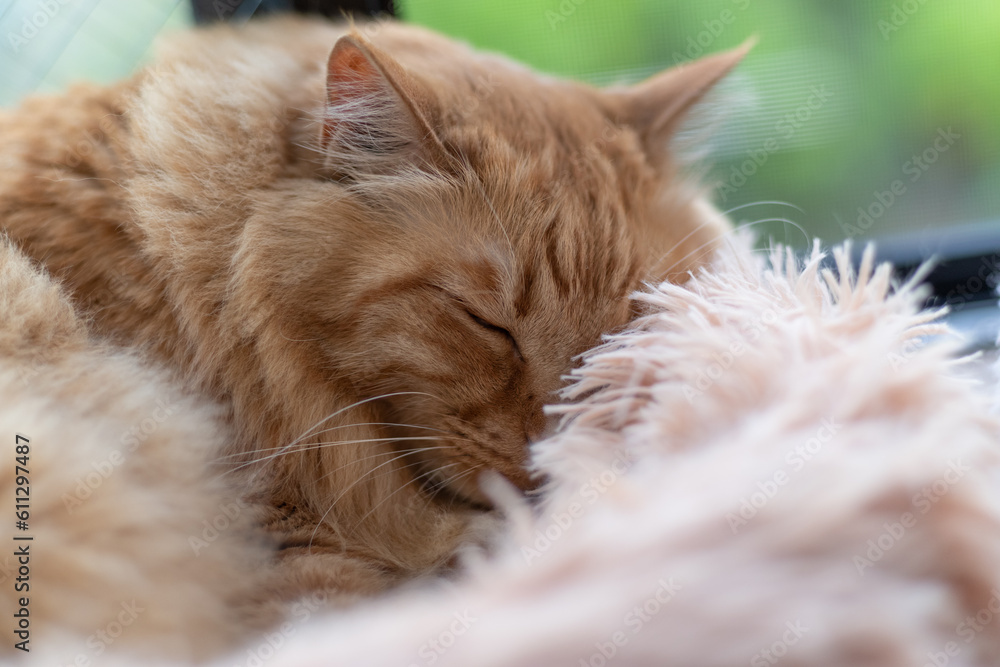 ぐっすり眠る猫　茶トラ猫