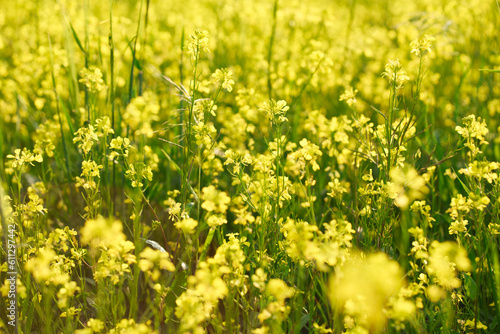 Background of yellow rapeseed or canola flowers. Canola field  blooming canola flowers close-up. Bright yellow rapeseed oil. blooming rapeseed