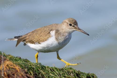 A Common Sandpiper walking near water looking for food