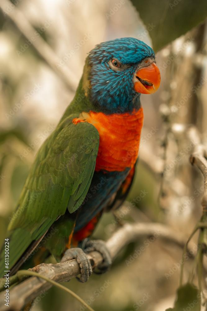 Rainbow Lorikeet tropical bird, jungle parrot colourful feathers beautiful colorful birds, cute blue feathers, green feather