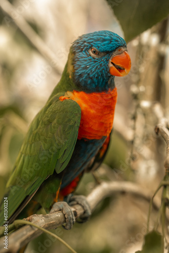 Rainbow Lorikeet tropical bird, jungle parrot colourful feathers beautiful colorful birds, cute blue feathers, green feather