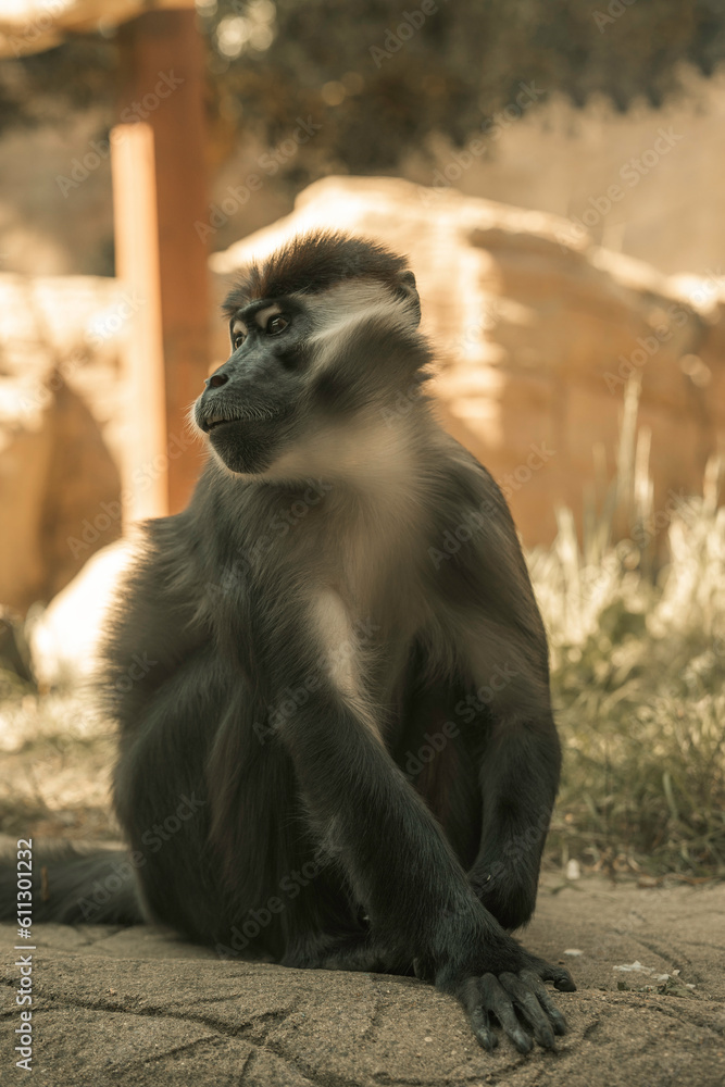 Mangabey monkey in a zoo enclosure, large primate black and white fur and large teeth, African mammal cute monkeys 