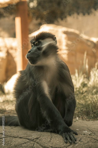 Mangabey monkey in a zoo enclosure, large primate black and white fur and large teeth, African mammal cute monkeys 