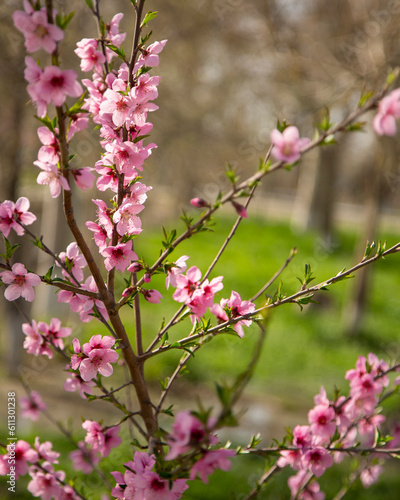cherry blossoms flowers in uzbekistan © oybekostanov