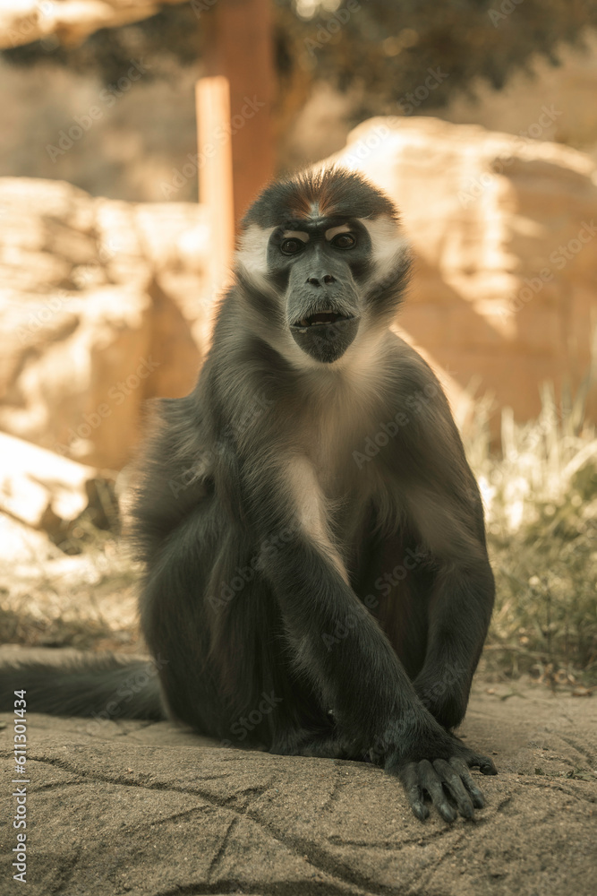 Mangabey monkey in a zoo enclosure, large primate black and white fur and large teeth, African mammal cute monkeys 