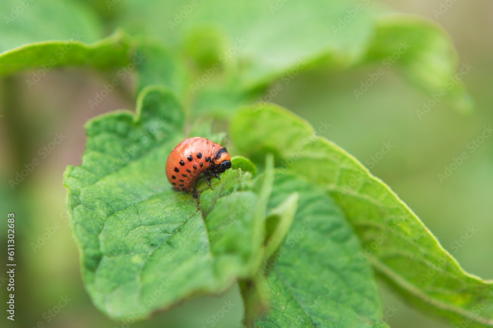 The Colorado potato beetle feast on potato leaves and plant damage The Colorado potato beetle feast on potato leaves and plant damage