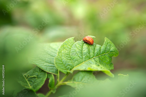 The Colorado potato beetle feast on potato leaves and plant damage