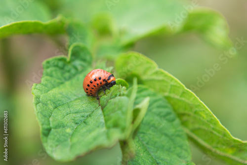 The Colorado potato beetle feast on potato leaves and plant damage