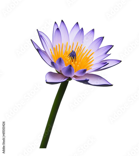 blue water lily flower with transparent background png