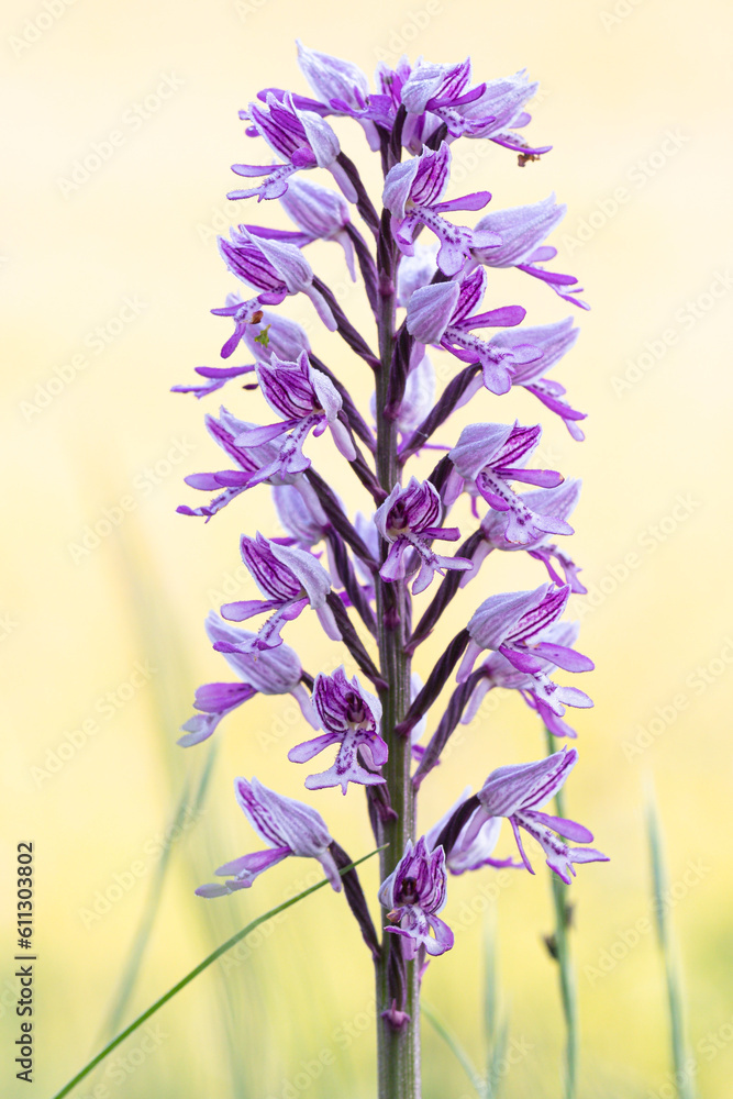 Obraz premium Helm-Knabenkraut (Orchis militaris), blühend im Warmtal