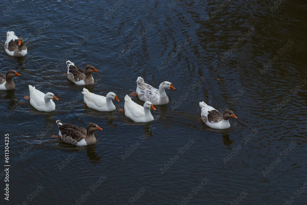 Fototapeta premium Domestic geese swim in the river. A flock of domestic geese on the river on a hot sunny summer day
