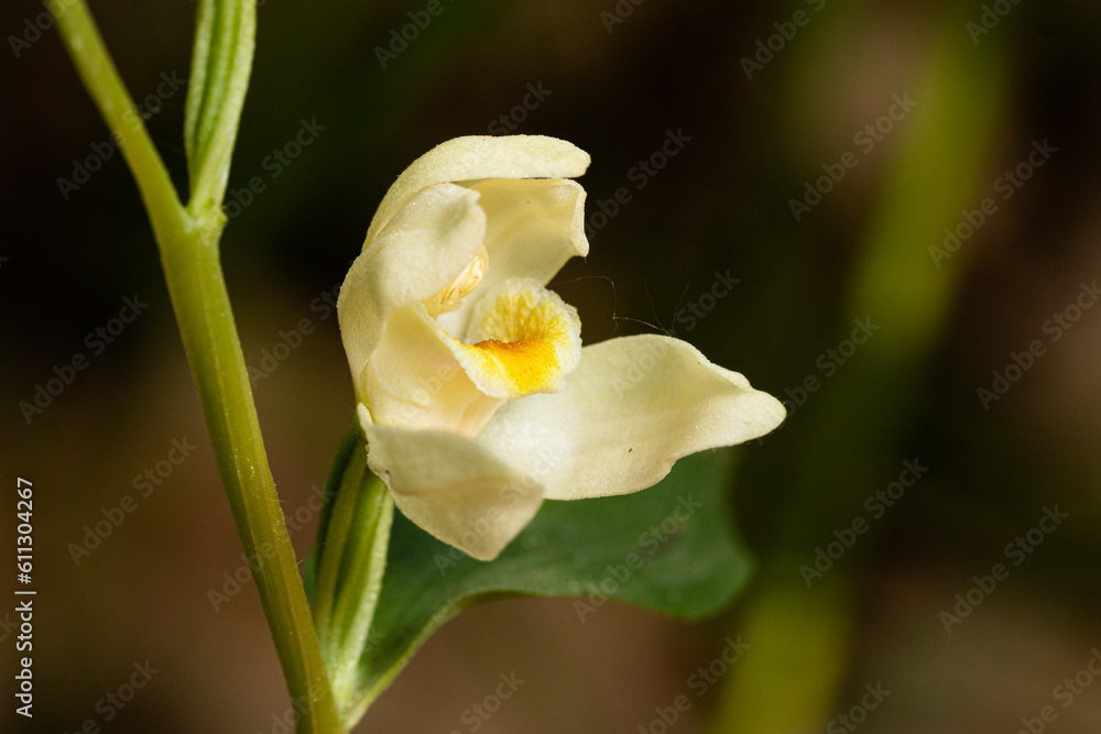 Weißes Waldvögelein (Cephalanthera damasonium), blühend im Warmtal Weißes Waldvögelein (Cephalanthera damasonium), blühend im Warmtal