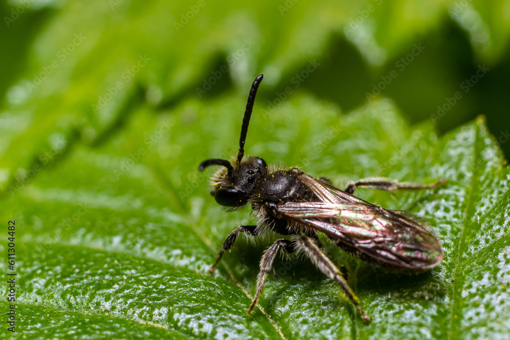Closeup on a female furrow banded sweat bee, Lasioglossum zonulum, on a green leaf Closeup on a female furrow banded sweat bee, Lasioglossum zonulum, on a green leaf