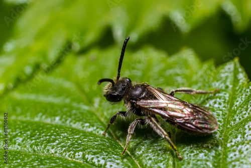 Closeup on a female furrow banded sweat bee, Lasioglossum zonulum, on a green leaf photo