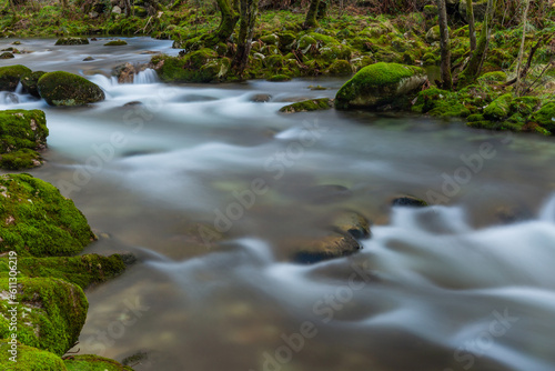 river in the forest