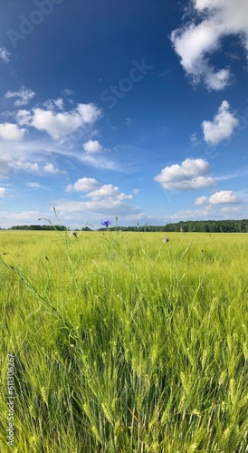 Wyry, Poland - Vertical panoramic photo of a rural landscape on a sunny summer afternoon. Beautifully fluffy field of unripe rye makes you feel calm and relaxed just by looking at it.