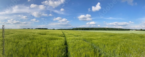 Wyry  Poland - Panoramic view of an unripe rye field on a sunny afternoon.