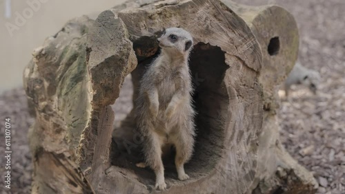Meerkat in a zoo enclosure 4K video nature and wildlife African mammal, mongoose footage cute animal photo