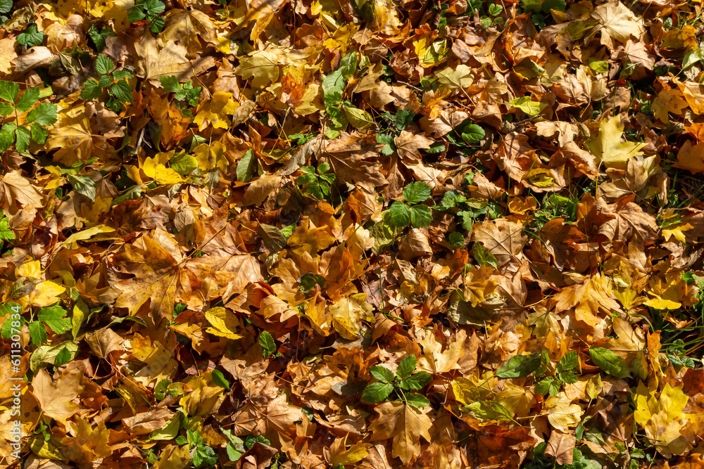 Colorful backround image of fallen autumn leaves perfect for seasonal use Colorful backround image of fallen autumn leaves perfect for seasonal use